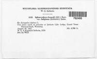 Podosphaera fuliginea image